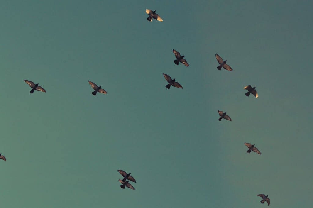 Australian birds gather to celebrate the 30th Multicultural Eid Festival and Fair