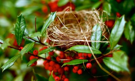 The Nest