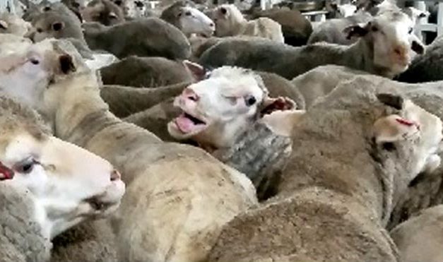 World horror at Australia’s live animal exports