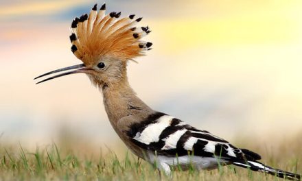 Birds on the wing glorify their Sustainer Lord