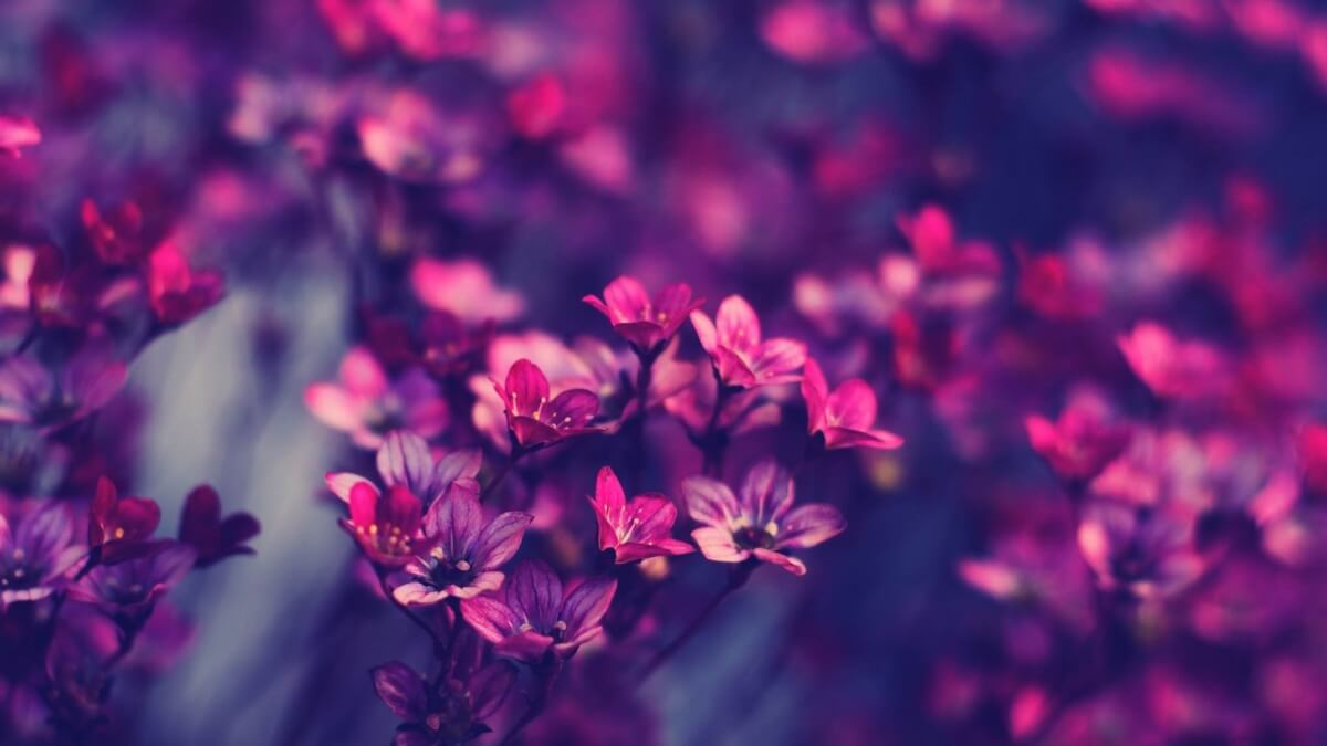 Beauty around us