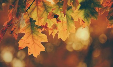 When the woman was charmed by the leaves