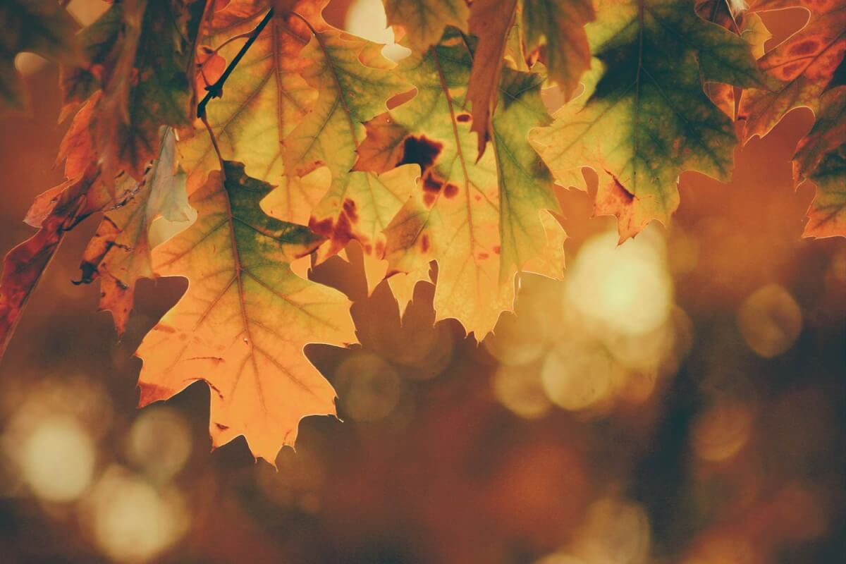 When the woman was charmed by the leaves