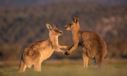 The pair of kangaroos dressed in the lightest blue