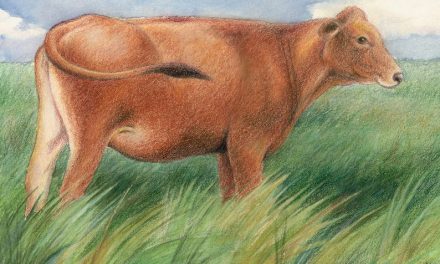 The brown cow standing on the grassland