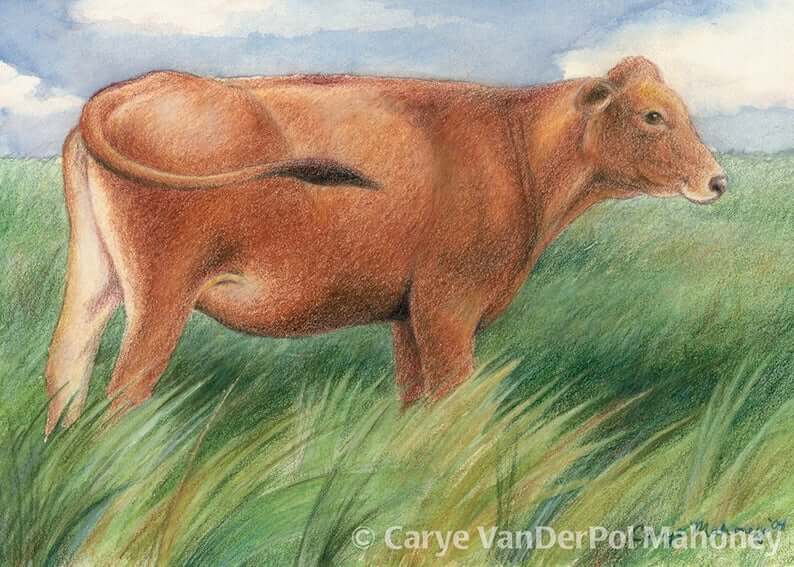 The brown cow standing on the grassland