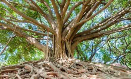 The houseboat and the banyan tree