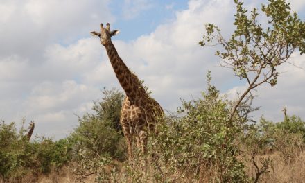 Africa Tour Part 4 – Safari tour and community networking in Nairobi