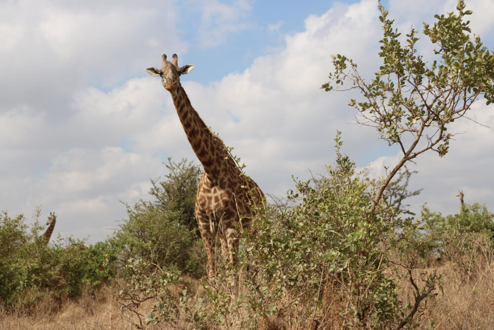 Africa Tour Part 4 – Safari tour and community networking in Nairobi