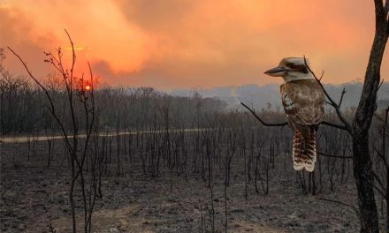 Catastrophic Bushfires: Signs to reflect deeply and curb emissions