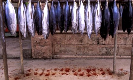 Free-for-all fishing is a war on fish