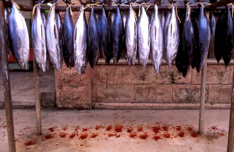 Free-for-all fishing is a war on fish