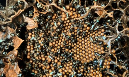 Domesticating Australian native stingless Bees