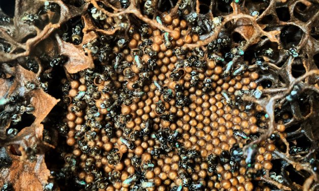 Domesticating Australian native stingless Bees
