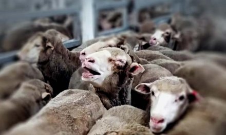 Livestock abuse must end: A plea for voiceless animals