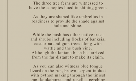 Three tree ferns in body of the bush