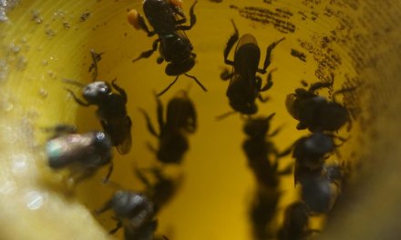 Winter to spring: Caring for my bees