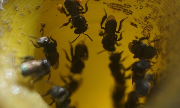 Winter to spring: Caring for my bees