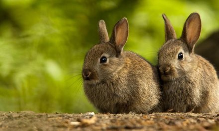 Culling of non-native animals: Humanity’s crime?