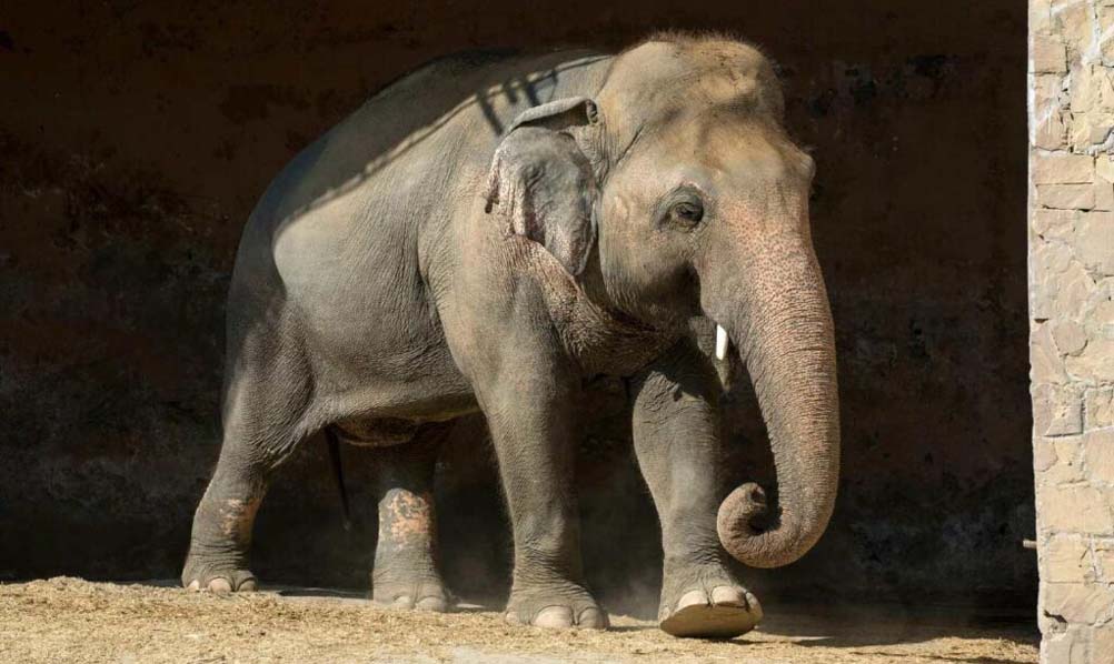 Elephant case highlights poor animal welfare