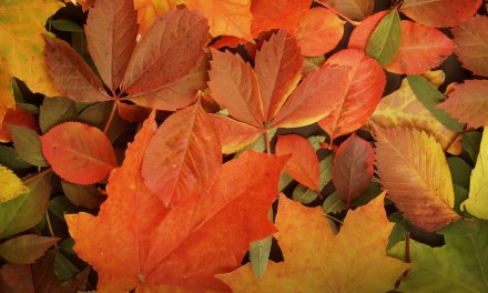 Autumn