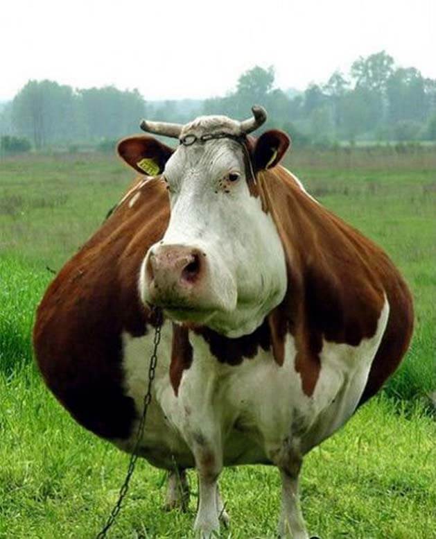Is an airline obesity tax fair?