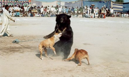 Bear-baiting is a national shame for Pakistan