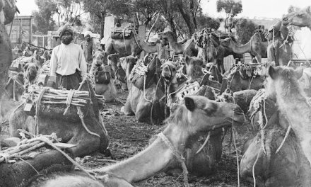 Lost sands and resilient souls: The enigmatic story of Afghan camelers in Australia