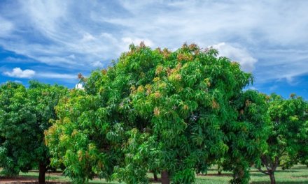 Alphonso Mango Tree Made into New Leaves