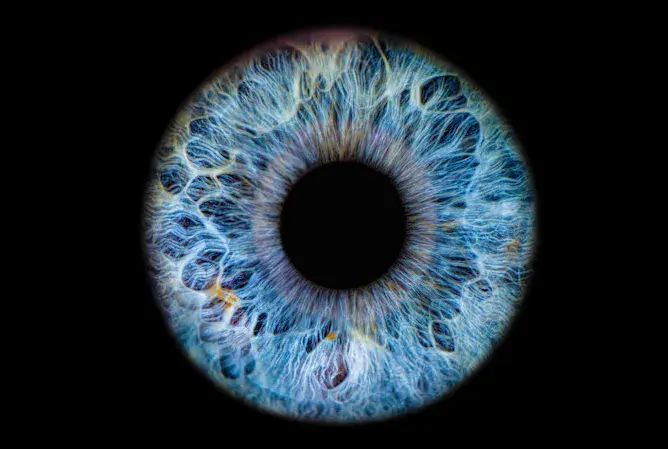 Friday essay: ‘an engineering and biological miracle’ – how I fell for the science, and the poetry, of the eye