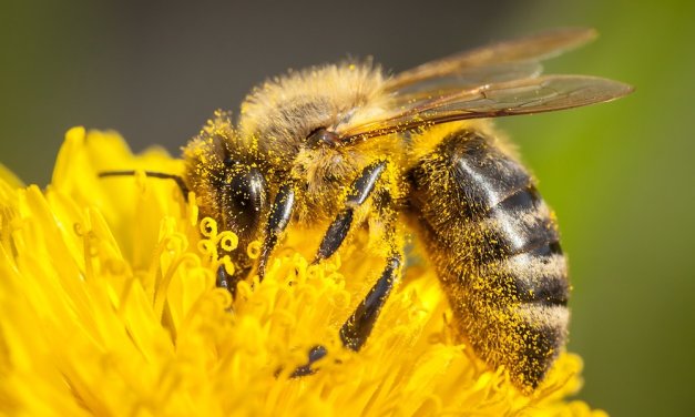 The remarkable revelation of honey bees in the Quran