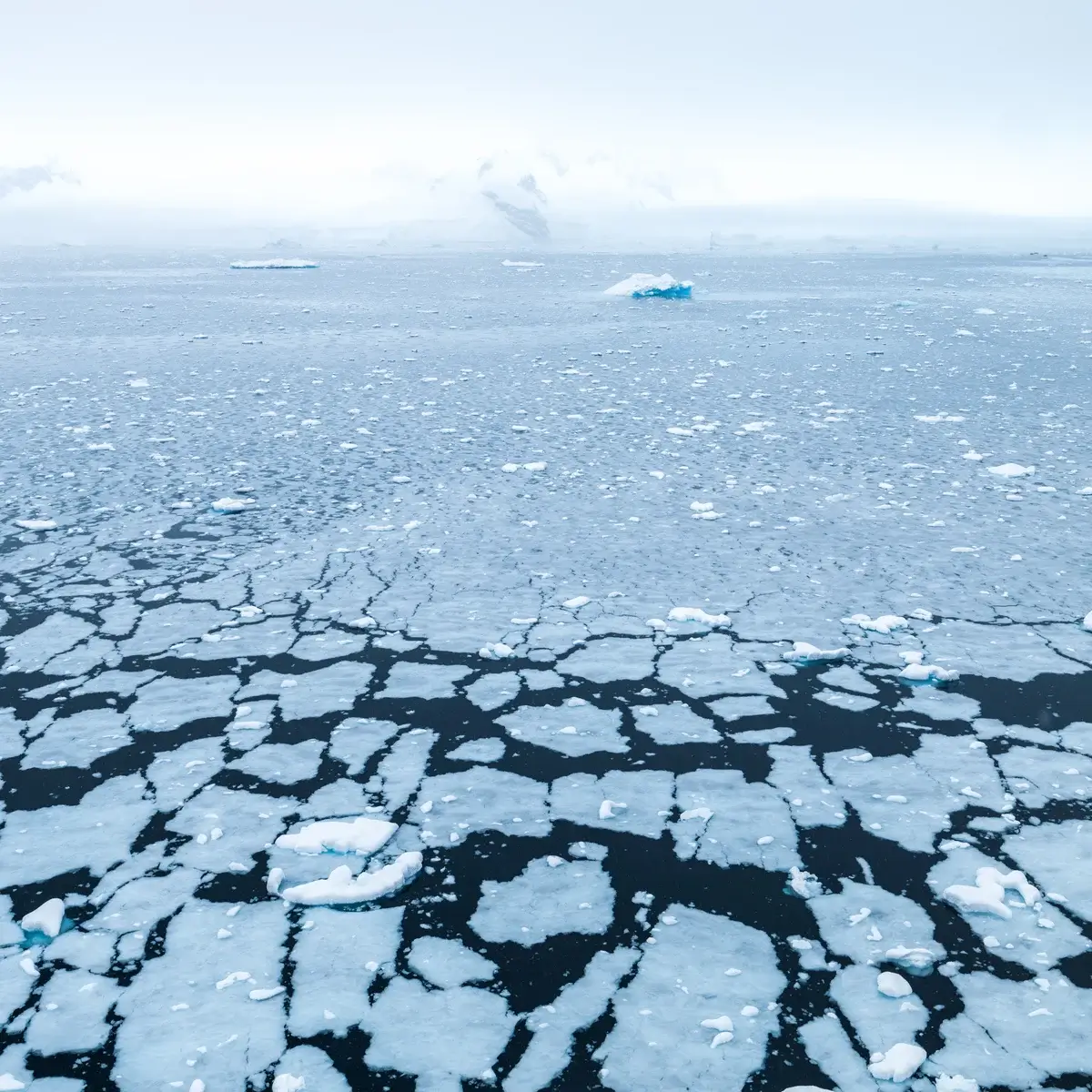 Scientists sound the alarm: Antarctica’s sea ice hits record lows again
