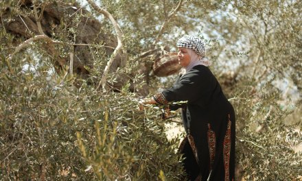 It’s Olive Season in Palestine!: Support Palestine solidarity