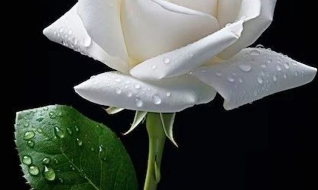 Good manners: Better than roses!