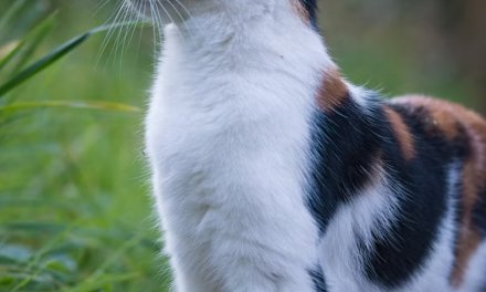 Pet ownership: an Autistic Muslimah’s perspective