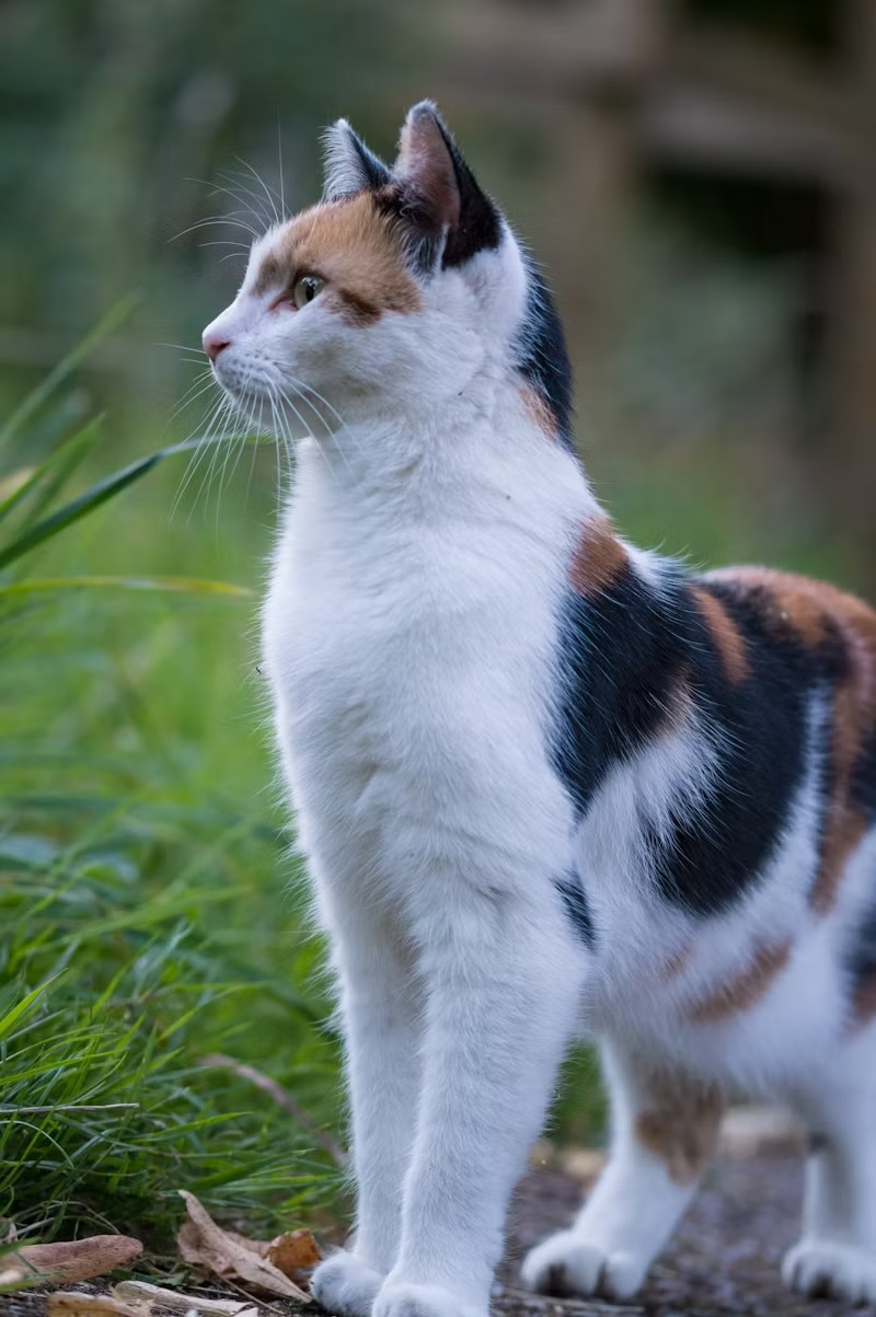 Pet ownership: an Autistic Muslimah’s perspective